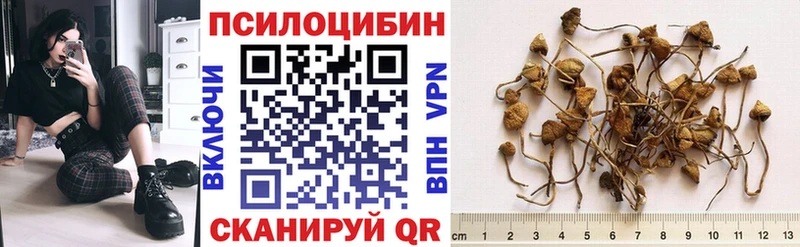 Купить  Мариинский Посад  Псилоцибиновые грибы Psilocybe 